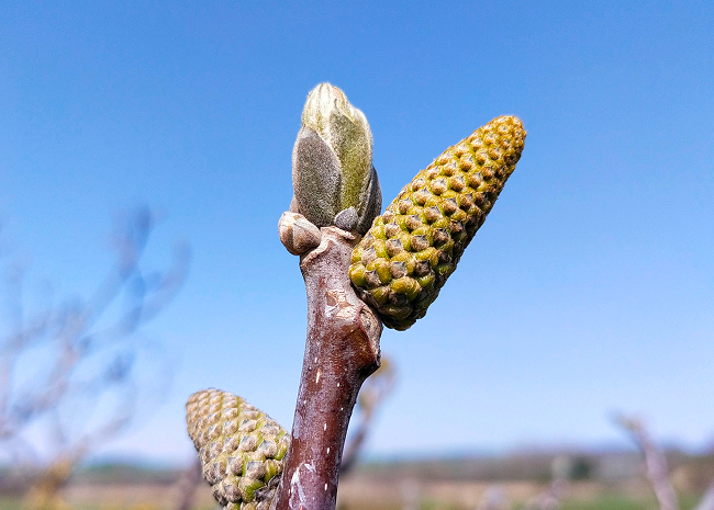 Bourgeon sur sa branche au moment de la récolte