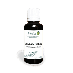 Amandier