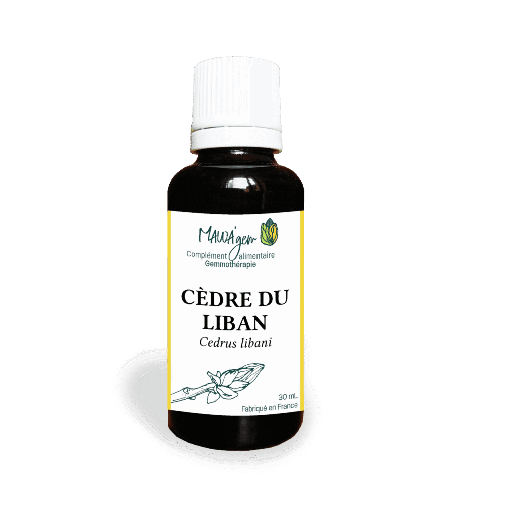 Cèdre du Liban