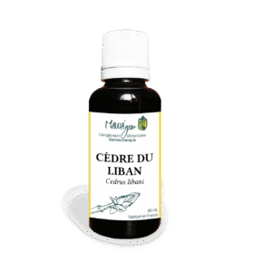 Cèdre du Liban