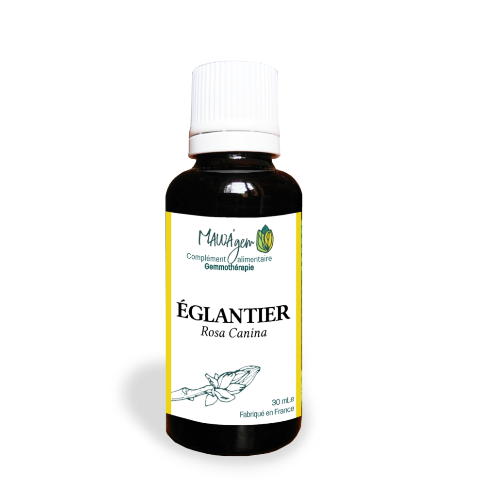 Églantier