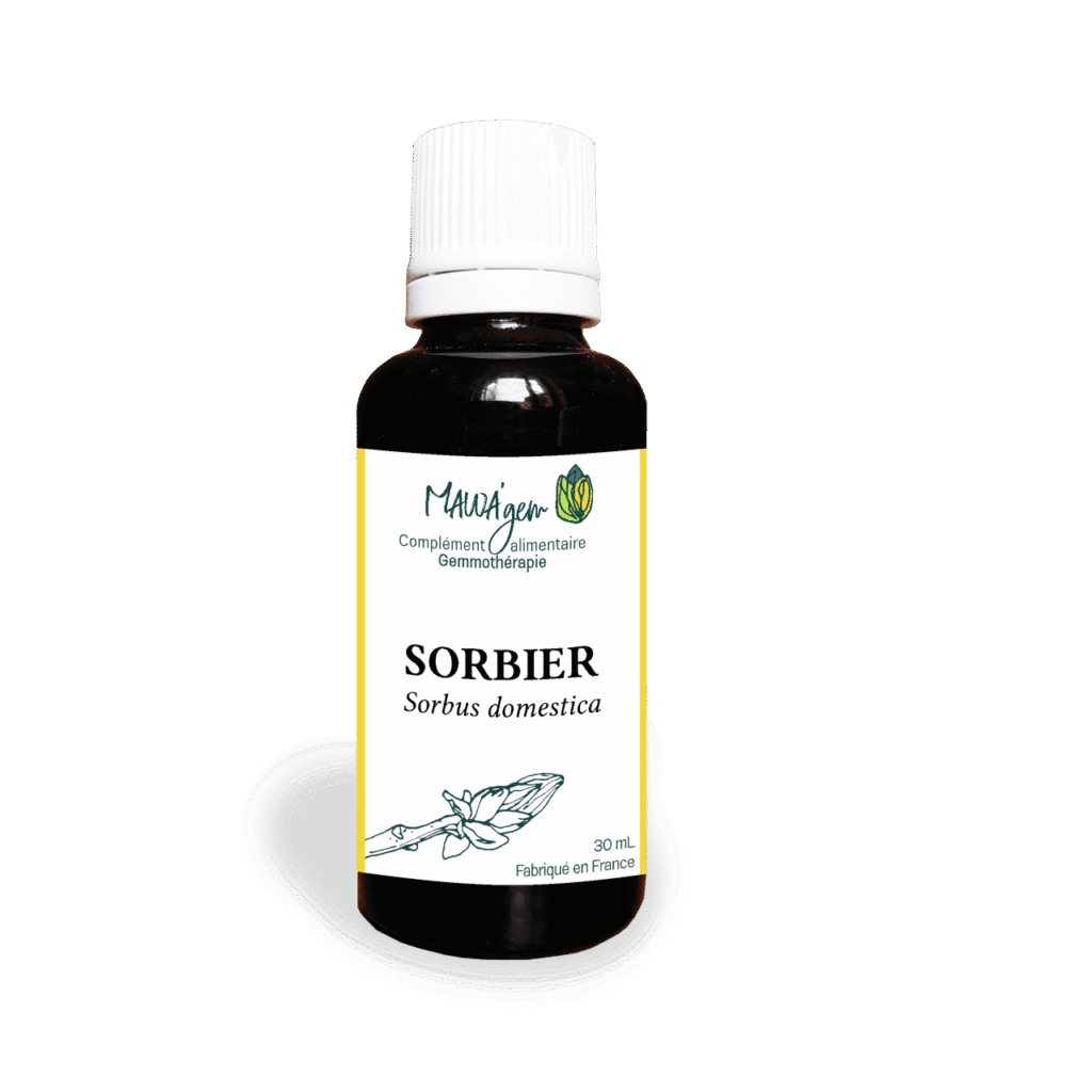Sorbier