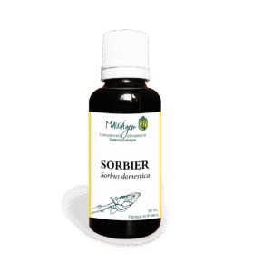 Sorbier
