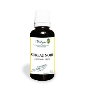 Sureau noir