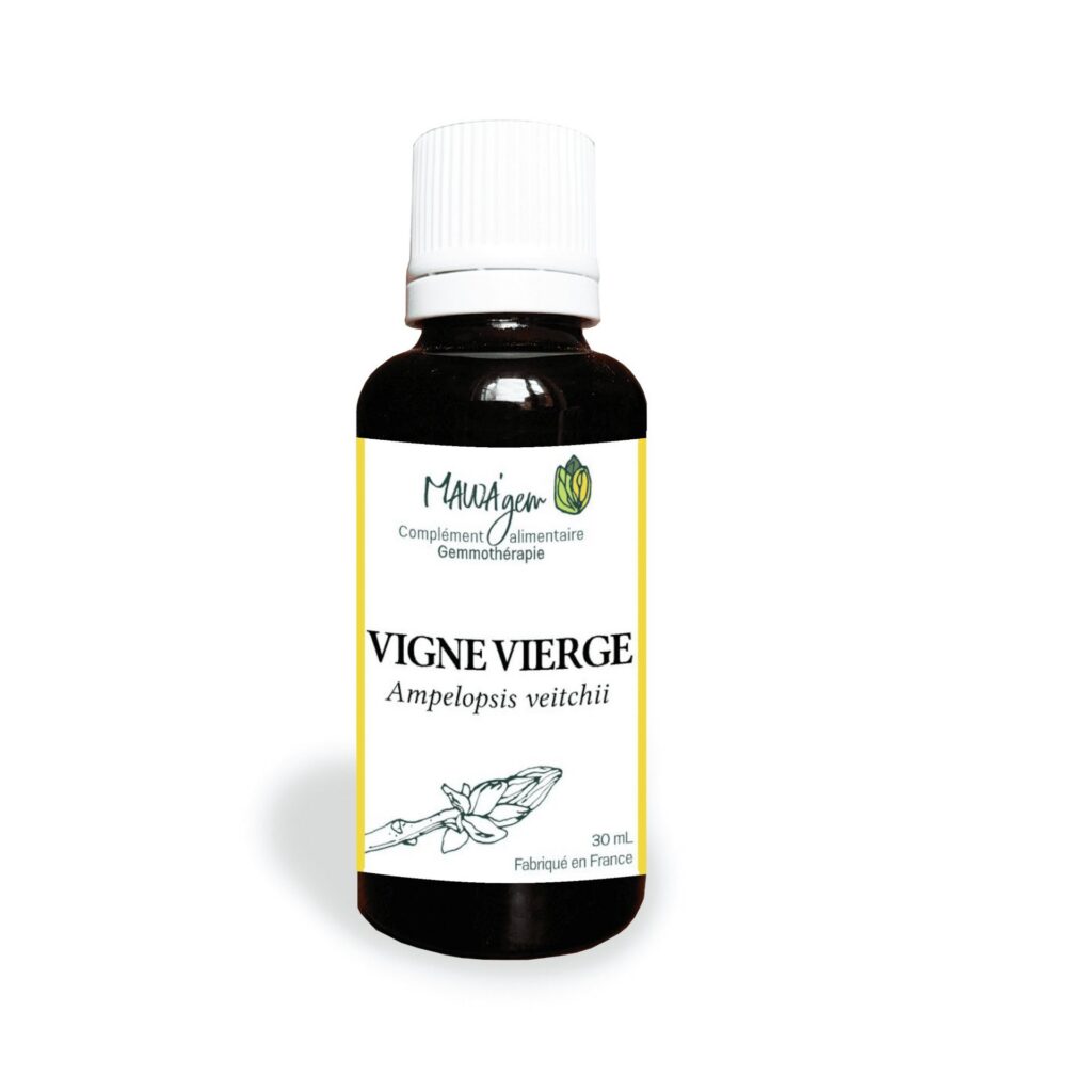 Vigne vierge