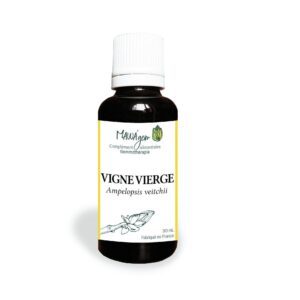 Vigne vierge
