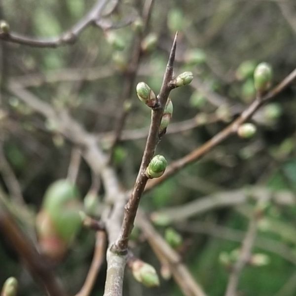 Aubépine