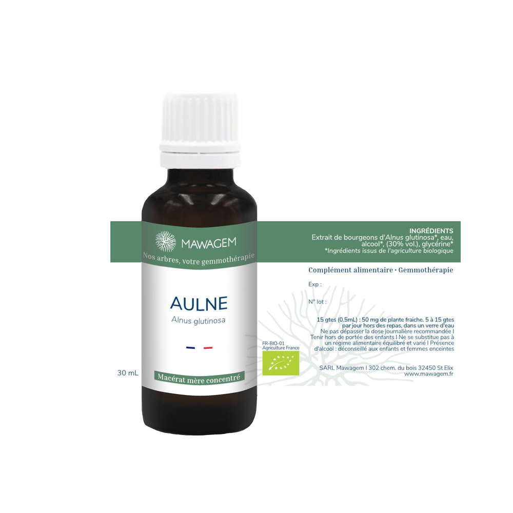 Aulne