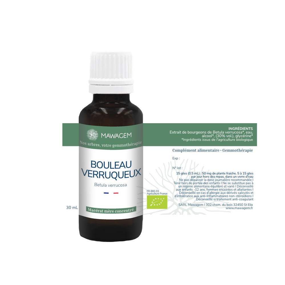 Bouleau verruqueux