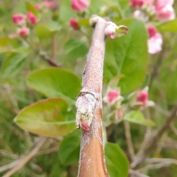 Pommier